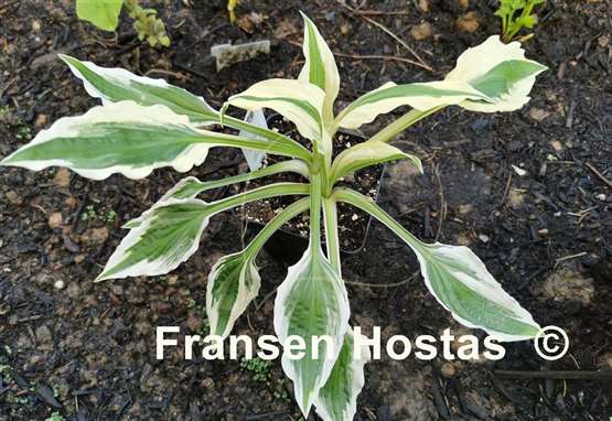 Hosta White Beauty